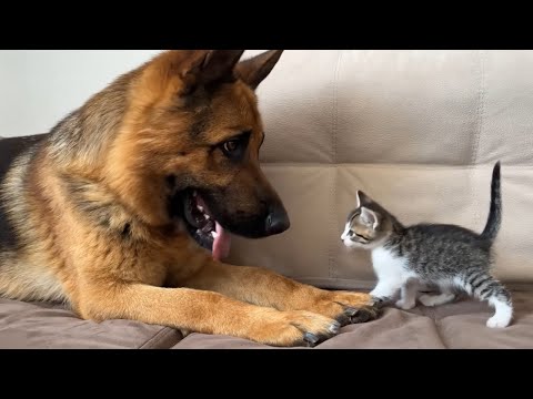 Видео: Неожиданная дружба между немецкой овчаркой и котёнком