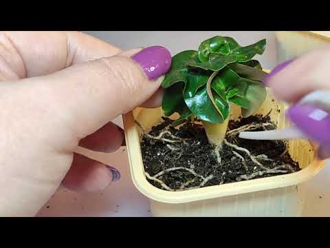 Видео: 08.02.22 Адениумы пересадка барашков( Dorset Horn Thai Hybrid) и сеянцев РО