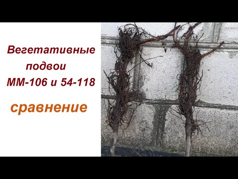 Видео: Вегетативные подвои ММ-106 и 54-118: сравнение