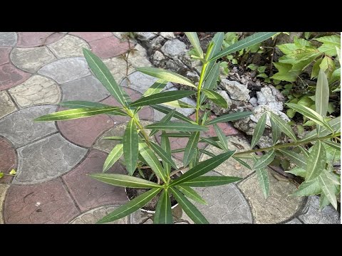 Видео: ОЛЕАНДР ПРОСИТСЯ В НОВЫЙ ГОРШОЧЕК!