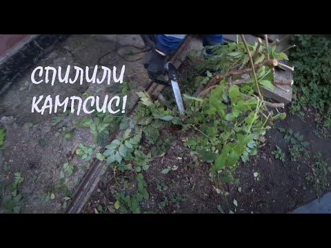 Видео: Посадили НОВЫЕ ХРИЗАНТЕМЫ на клумбе Спилили наш КАМПСИС (ТЕКОМУ)_07.10.2025