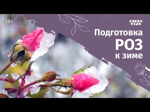 Видео: УКРЫТИЕ РОЗ, подготовка роз к зиме.