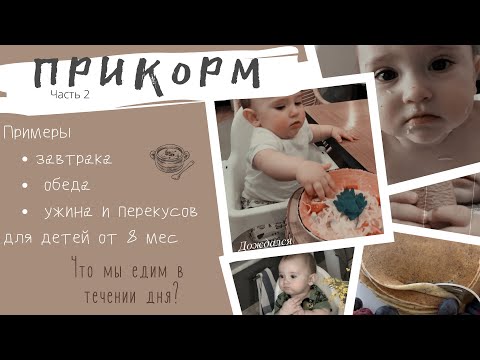 Видео: VLOG | ПРИМЕРЫ МЕНЮ РЕБЁНКА ОТ 7-8 месяцев | ЧТО МЫ ЕДИМ ? | ПРИКОРМ