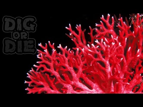 Видео: ЕГО ТАК ПРОСТО НЕ НАЙТИ! ► Dig or Die |3| Кооп по сети