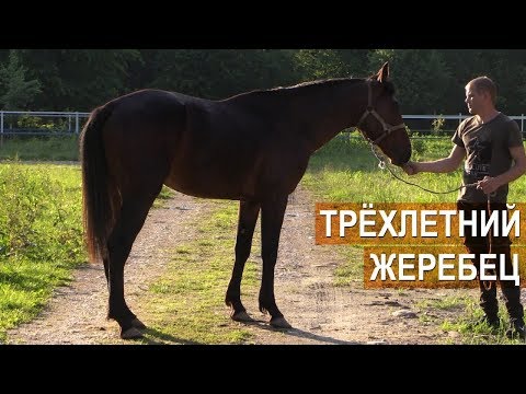 Видео: Амшоков Х.К. О трехлетнем жеребце Кабардинской породы и конных пробегах.