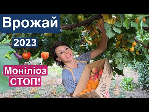 Видео: Як вирощую баклажани, перці, кабачки. Сад город. Врожай абрикосів, інжиру. Моніліоз стоп!