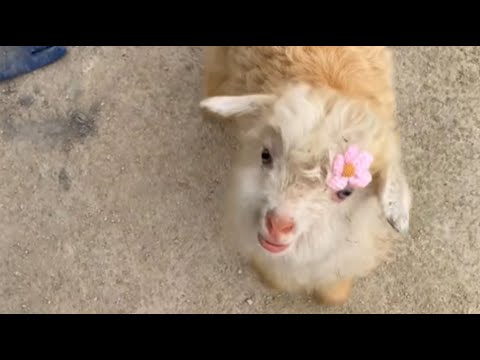 Видео: Ягнёнок-сирота, выращенный тремя собаками, нашёл любящий дом