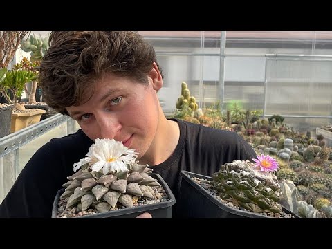 Видео: Ариокарпусы цветут в моей коллекции. Ariocarpus collection. Rare cactus blooming