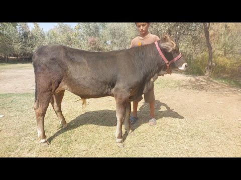 Видео: ДУСАР БУКАЧАЙ ЗОТИИ КАРПАТИ ЭЛИТА ОВАРДЕМ БО ХОХИШИ ПАДПИСЧИКО ХАРИДОРО МАРХАМАТ 