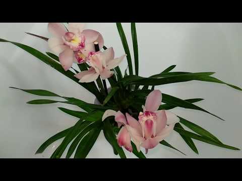 Видео: Орхидея ЦИМБИДИУМ | после этого у орхидеи очень пышное цветение | удобрение и секрет цветения