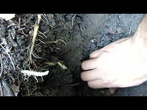 Видео: намерихме бял трюфел