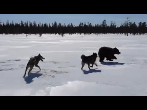 Видео: Лайки и медведь в тайге