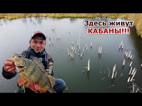 Видео: ТРОФЕЙНЫЕ ОКУНИ! ЛУЧШАЯ РЫБАЛКА на ОКУНЯ!