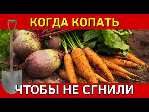Видео: Ошибёшься – урожай ПРОПАДЁТ! Когда копать морковь и свеклу. Лучшие дни по ЛУННОМУ календарю 2025