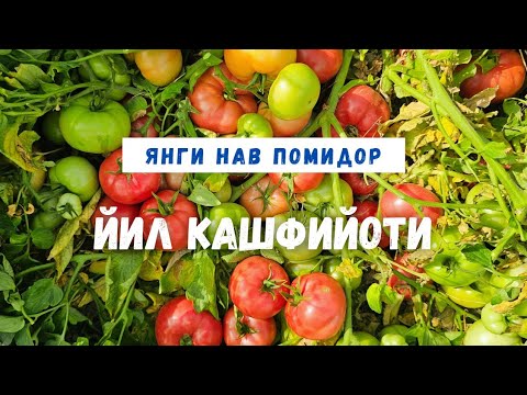 Видео: ЙИЛ ПОМИДОРИ! 2026 ЙИЛ КУТИБ КОЛИНГ.