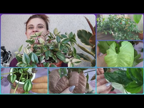 Видео: Большая стрижка Бугенвиллии🌱Укоренение🌷Формирование Сингониумов🌷Размножение Традесканции🌱Грунт🌷Уход