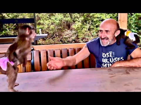 Видео: Просто СМЕХ! Анфиса рисует лапками по столу и прячет от папы Влада хвостик )))