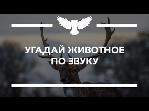 Видео: КВИЗ: УГАДАЙ ЖИВОТНОЕ ПО ЗВУКУ