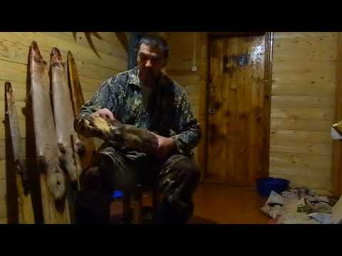 Видео: первичная обработка шкурок куницы . часть №2.