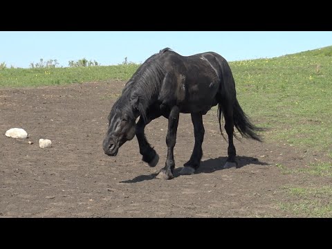 Видео: Жеребец Ротмистр вернулся/ The stallion Rotmistr is back