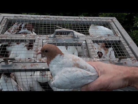 Видео: Иранские бойные голуби//Головатые//Интересный голубёнок//Отлетали час, сам виноват