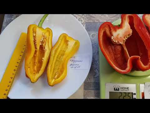 Видео: Перец Квадрато Дасти красный, спорим вы не выращивали его, а зря :) 2025.
