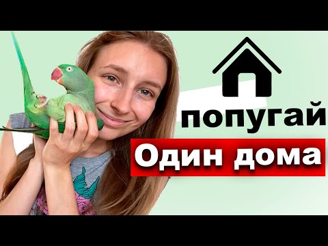 Видео: Как оставить попугаев одних дома🦜 На сколько можно оставить попугаев одних? Как оставить попугая
