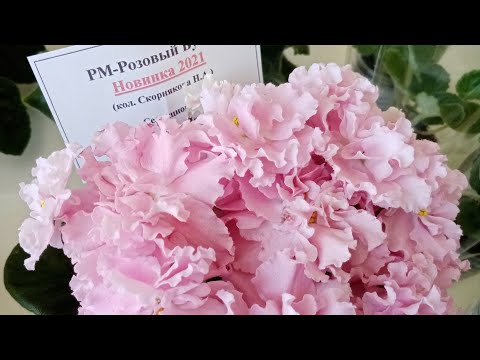 Видео: Выставка цветов. Какие цветочки приехали в Анапу.