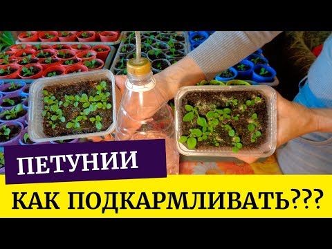 Видео: Когда и чем подкормить молодые петунии? Первая подкормка