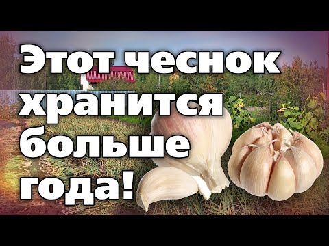 Видео: Яровой чеснок. Советы по посадке, выращиванию, хранению