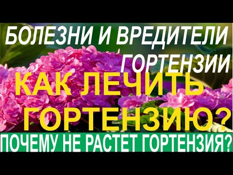Видео: КАК ОПРЕДЕЛИТЬ БОЛЕЗНИ И ВРЕДИТЕЛЕЙ КРУПНОЛИСТНОЙ ГОРТЕНЗИИ ЧИТАЕМ ПО ЛИСТУ!