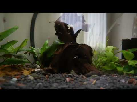 Видео: Обзор советы новичкам в аквариумистике. Основные ошибки новичков.🐠🐠😀😀😀