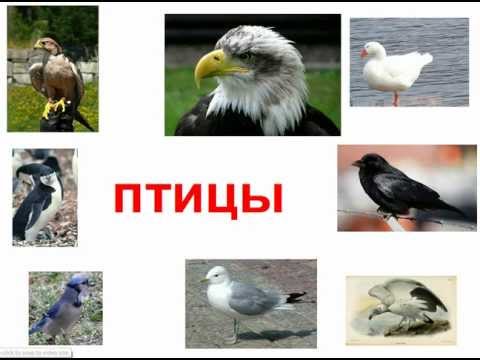 Видео: Птицы для детей.