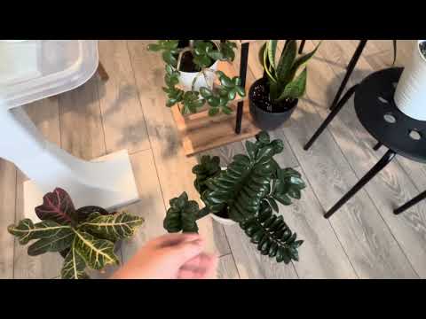 Видео: Мои цветочки 🍁🍁🍁