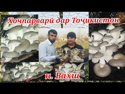 Видео: Хочпарвари ( Қорч) дар Тоҷикистон н.Вахш дар шароити хона