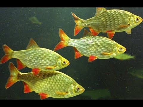 Видео: Мохипарвари