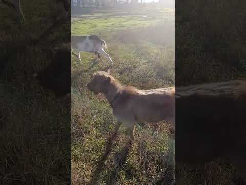 Видео: 30 октября 2025 г. Козы в деле