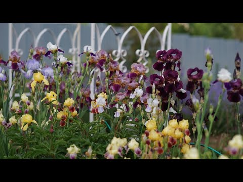 Видео: Ирисы: деление, пересадка, правильная посадка и мелкие заметочки