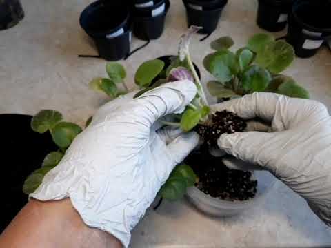 Видео: Не вовремя рассаженные ДЕТКИ ФИАЛКИ. Какие ПРОБЛЕМЫ могут начаться?