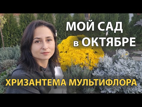 Видео: Хризантема мультифлора, мой сад в октябре. Яблоня, айва. Воскресный вечер в станице.