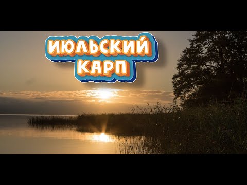 Видео: ЛОВЛЯ Карпа в завоз в Июле.