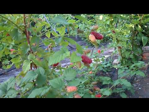 Видео: ежемалина тайберри 2018 часть - 1