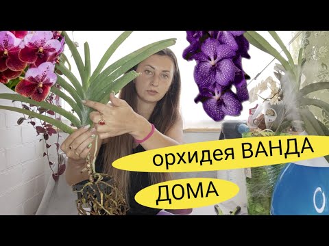 Видео: ОРХИДЕЯ ВАНДА ДОМА, ПЕРВЫЕ ШАГИ  , ПЕРВЫЙ ПОЛИВ, ПЕРВАЯ ОБРАБОТКА @orhorai