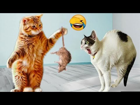 Видео: Смейтесь до слез с этими комичными животными 😂