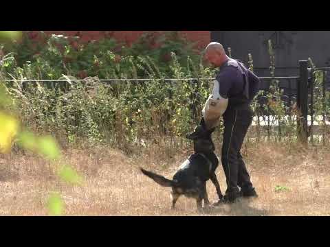 Видео: Орли из Розы Ветров IGP2 C 94