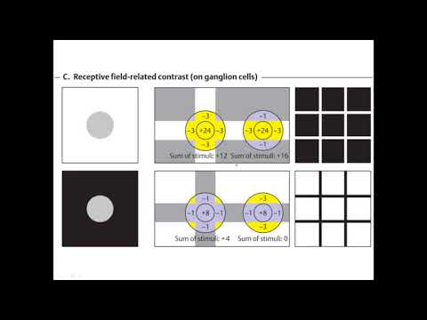 Видео: Обработка зрительного сигнала в сетчатке