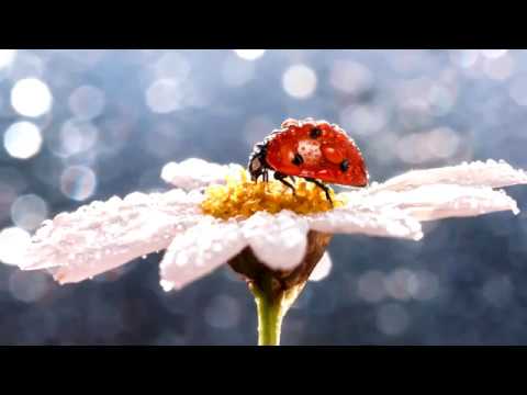 Видео: Солнечное утро. Музыка Сергея Чекалина. Sunny morning.  Music by Sergei Chekalin.