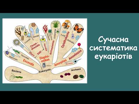 Видео: Сучасна систематика живих організмів