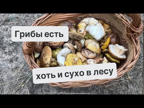 Видео: В сухом лесу тоже есть грибы. Рецепт маринованных грибов.