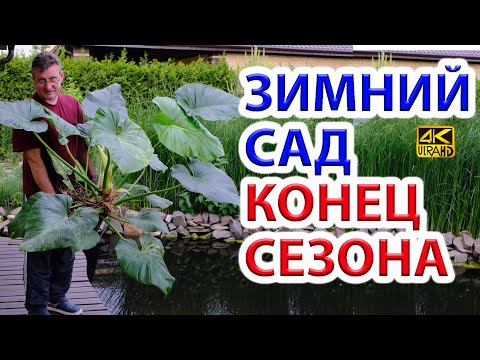 Видео: Зимний сад. Конец сезона.